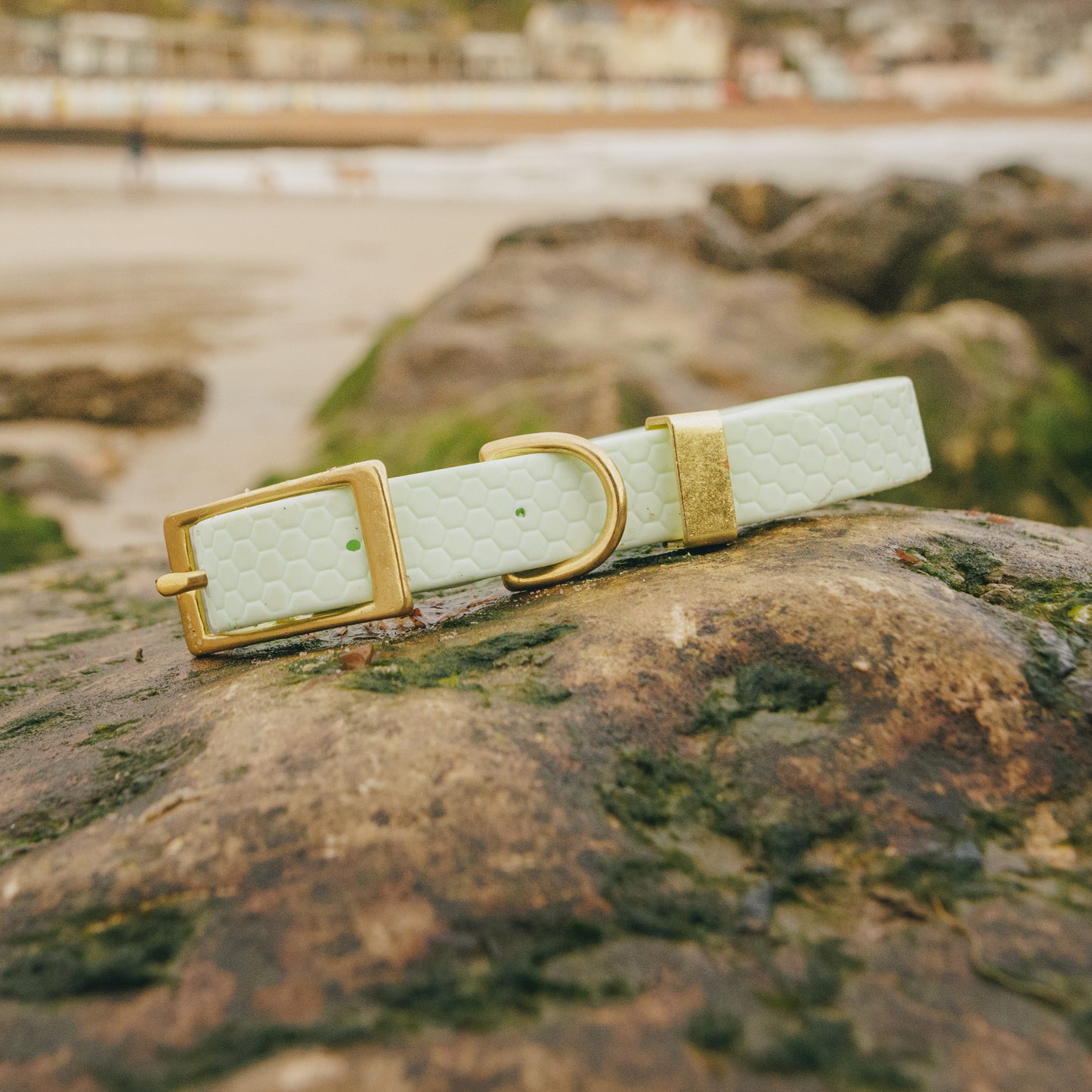 16mm Everyday Dog Collar, Fresh Mint - Durable, Waterproof & Adventure-Ready