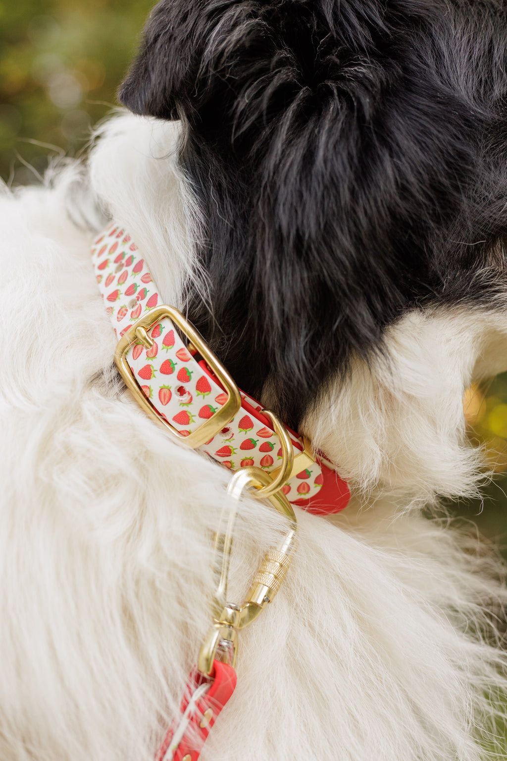 Limited Edition - Strawberry Print Biothane Collar