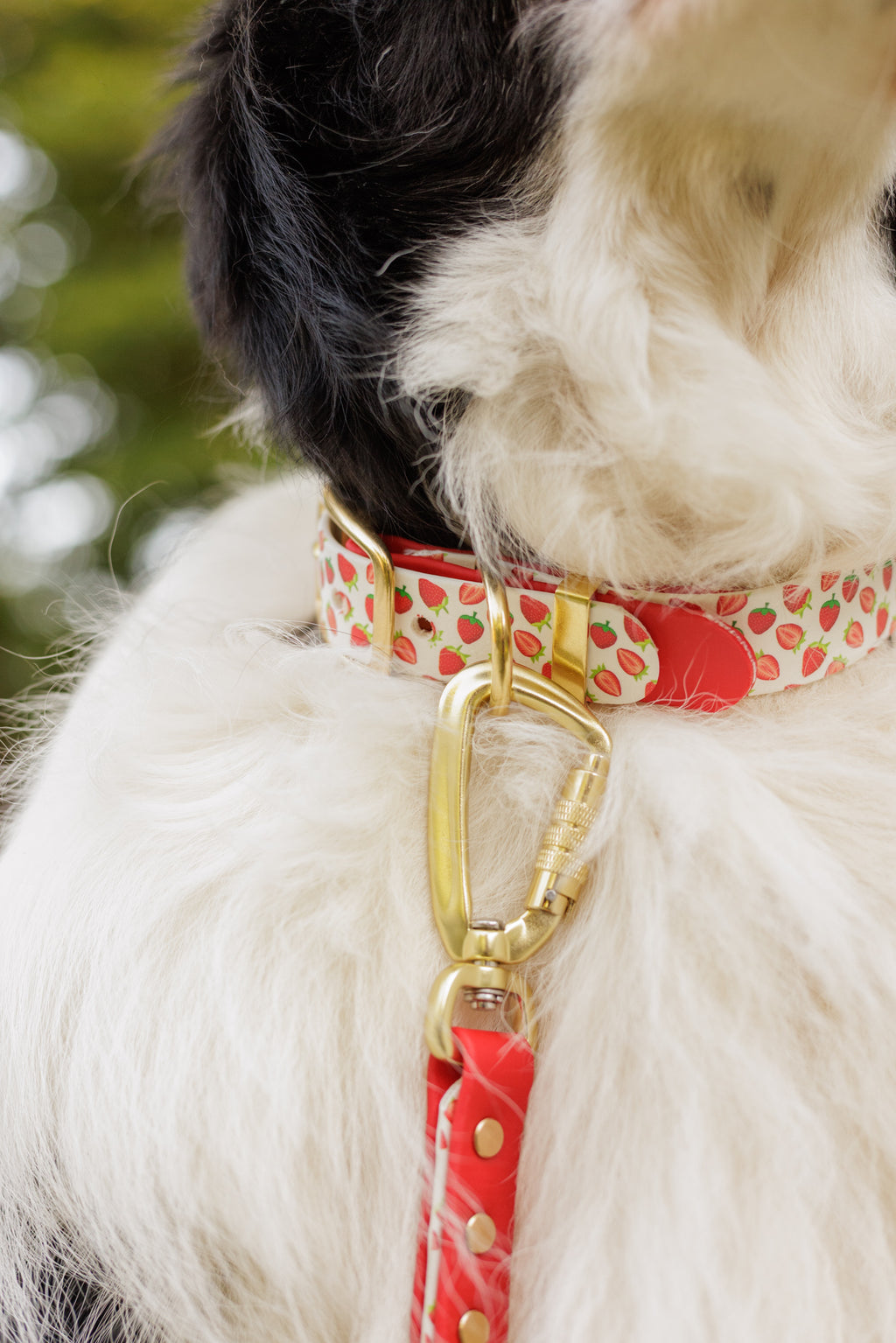 Limited Edition - Strawberry Print Biothane Collar