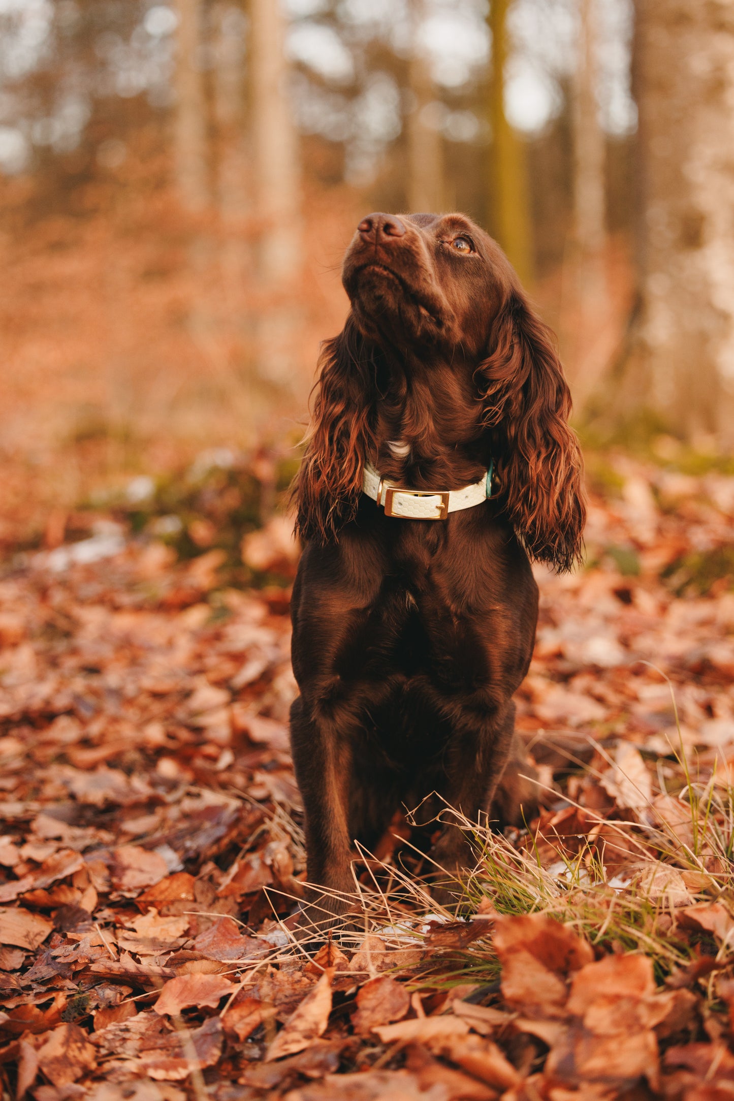 16mm Everyday Dog Collar, Fresh Mint - Durable, Waterproof & Adventure-Ready