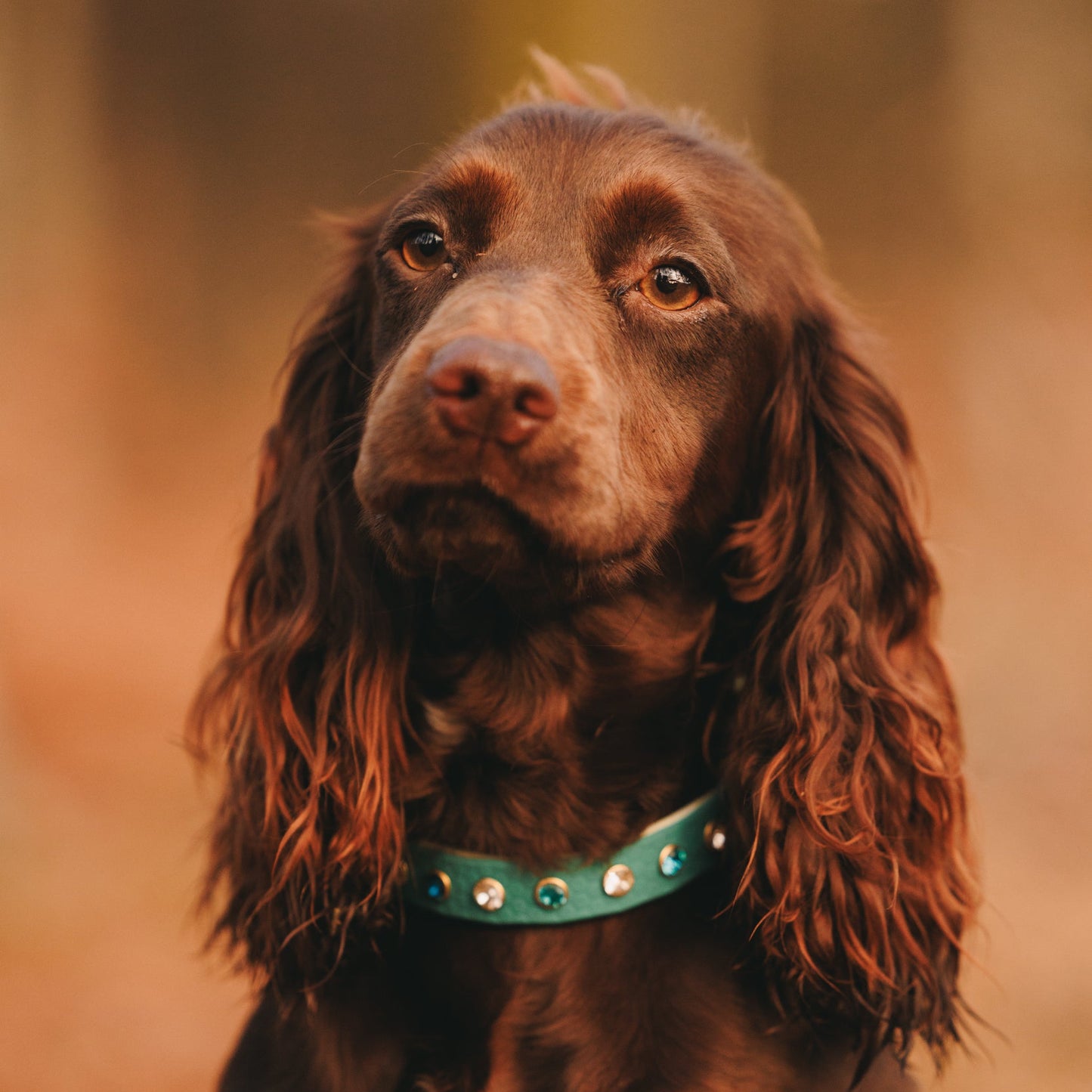 25mm Custom Adventure-Proof Rhinestone Dog Collar