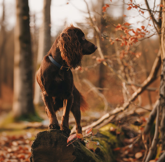 16mm Everyday Dog Collar, Soft Navy - Durable, Waterproof & Adventure-Ready