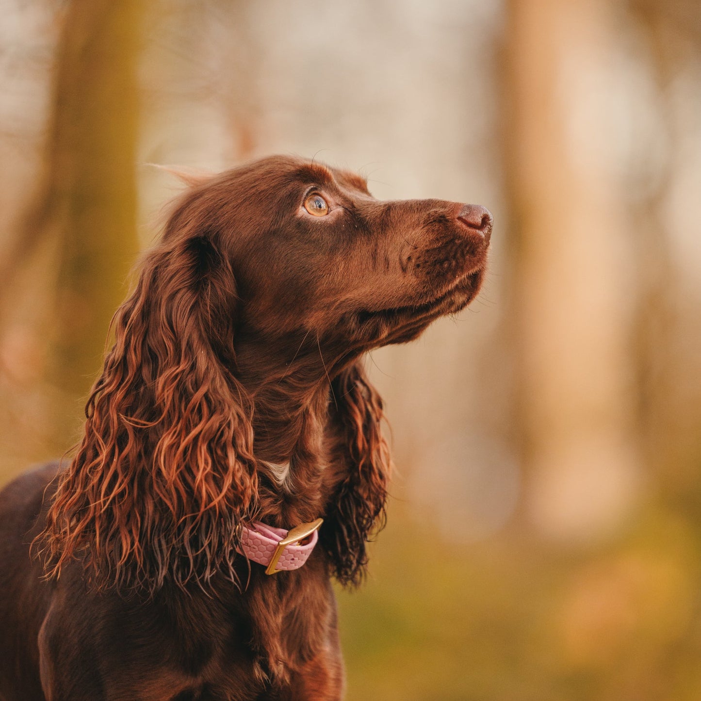 16mm Everyday Dog Collar, Lavender Haze - Durable, Waterproof & Adventure-Ready