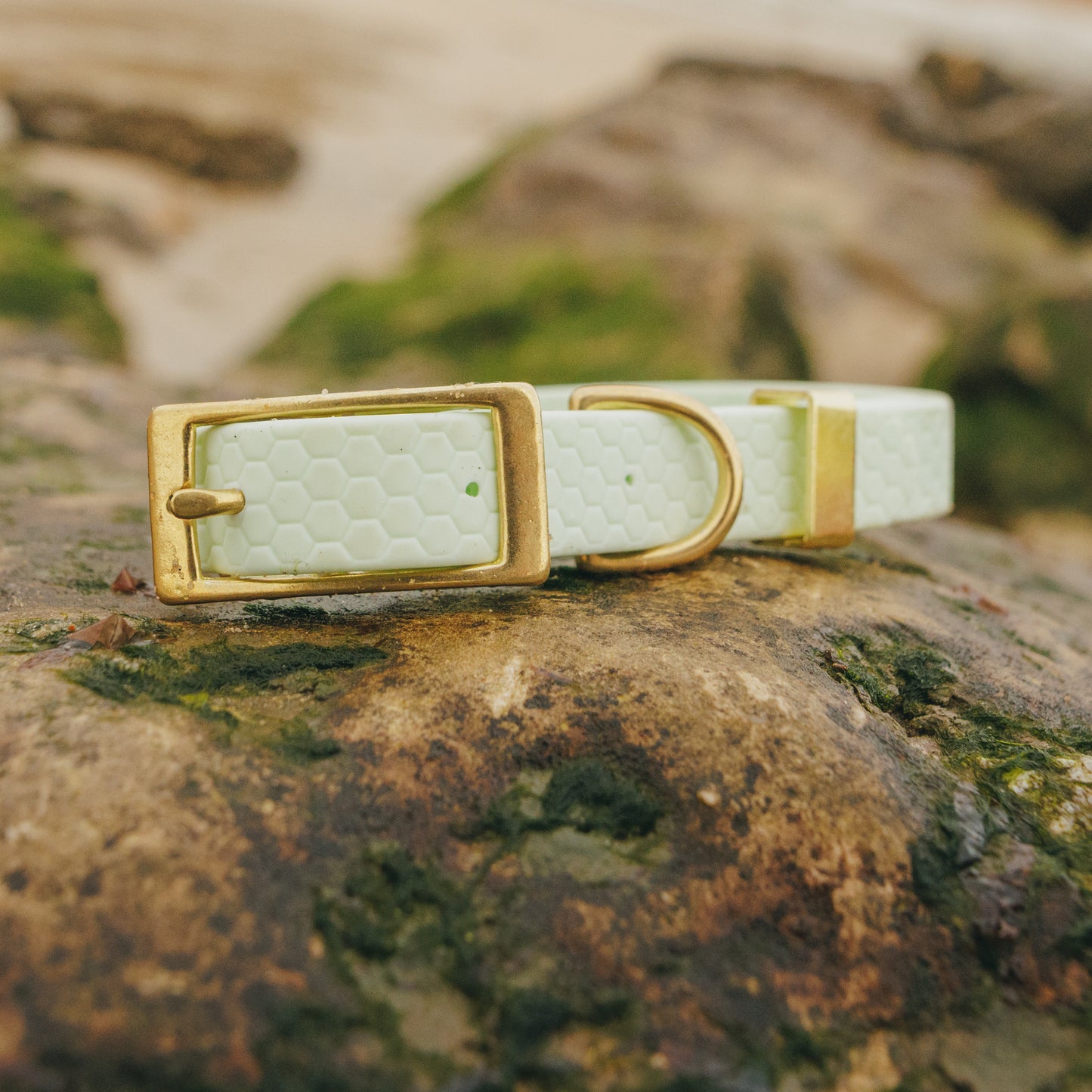 16mm Everyday Dog Collar, Fresh Mint - Durable, Waterproof & Adventure-Ready