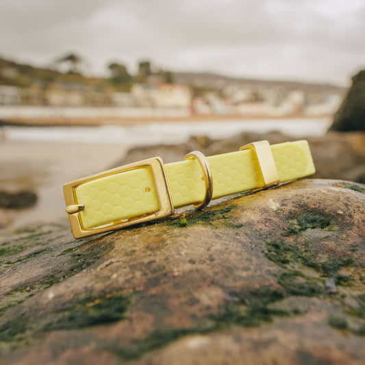 16mm Everyday Dog Collar, Lemon Yellow - Durable, Waterproof & Adventure-Ready