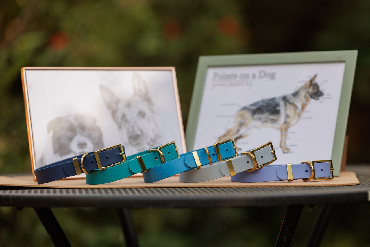Five dog collars in different colours (navy, Lagoon, Electric Blue, Pale Blue, and Periwinkle) with brass hardware are displayed on a wooden board outdoors. Behind them are two framed dog-themed prints on a dark metal table with a blurred green garden background.