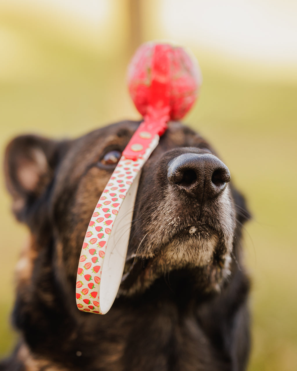 Limited Edition - Strawberry Ball Tug