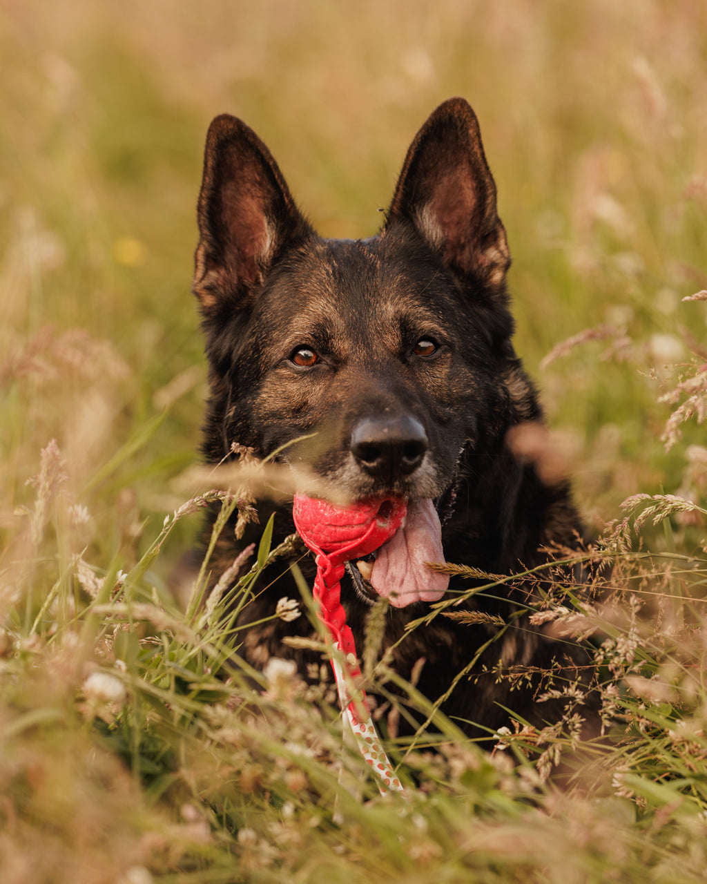 Limited Edition - Strawberry Ball Tug